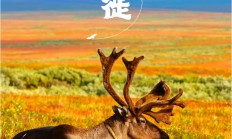 开云体育官网-雄鹿势不可挡，西部震撼全场