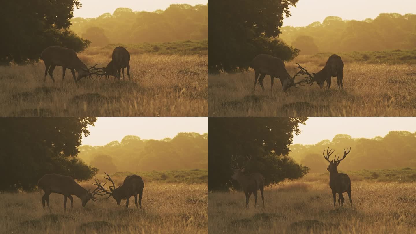 雄鹿势不可挡，西部震撼全场